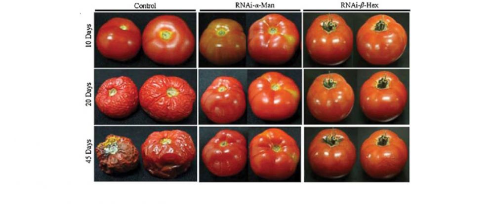 ht_tomato_progression_2_sr_140425_12x5_992.jpg